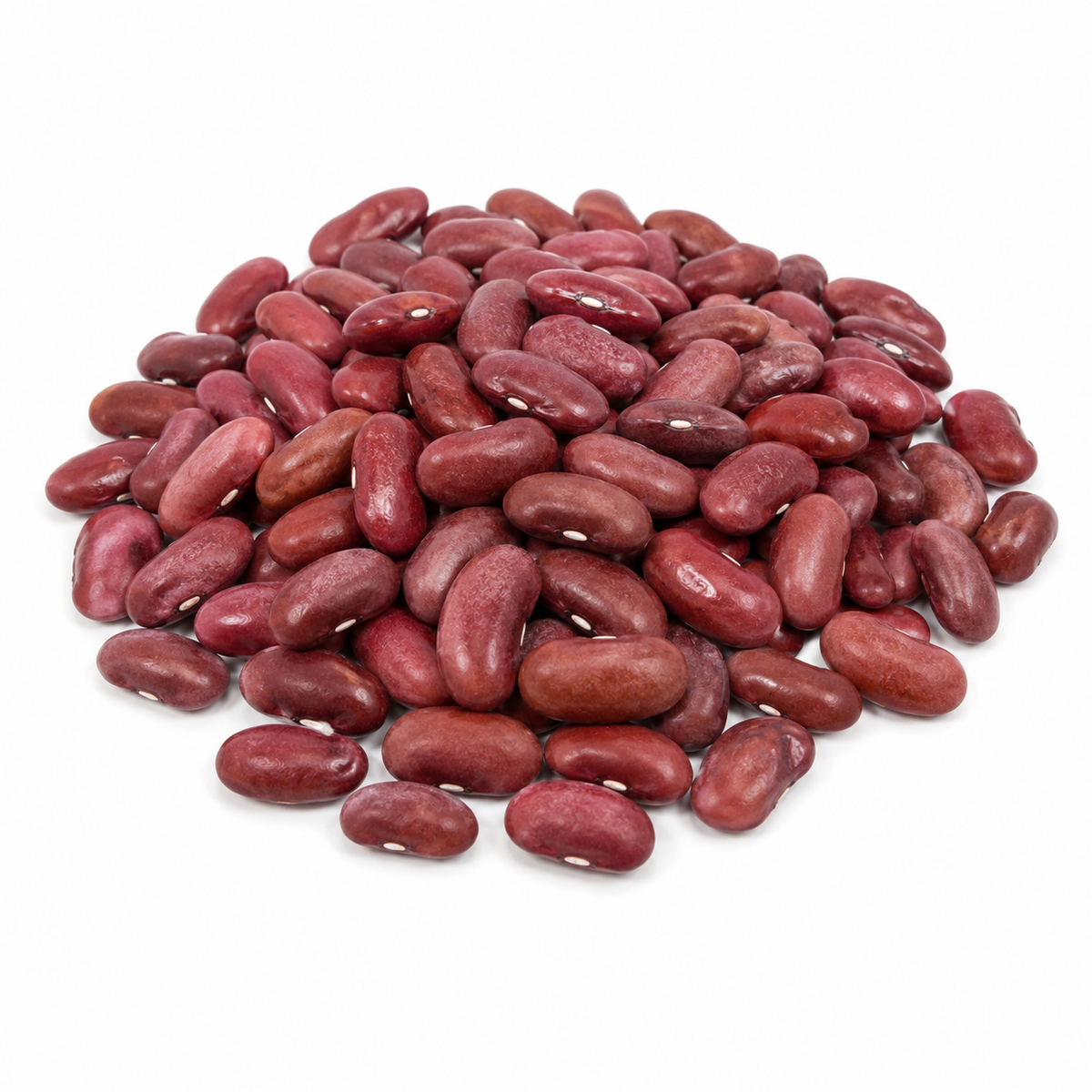 ALUBIA ROJA LEÓN O MORADA